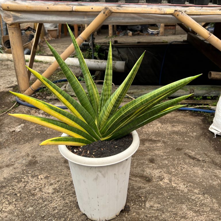 1579. Sansevieria Marsa Anjani Variegated Size 35 Cm