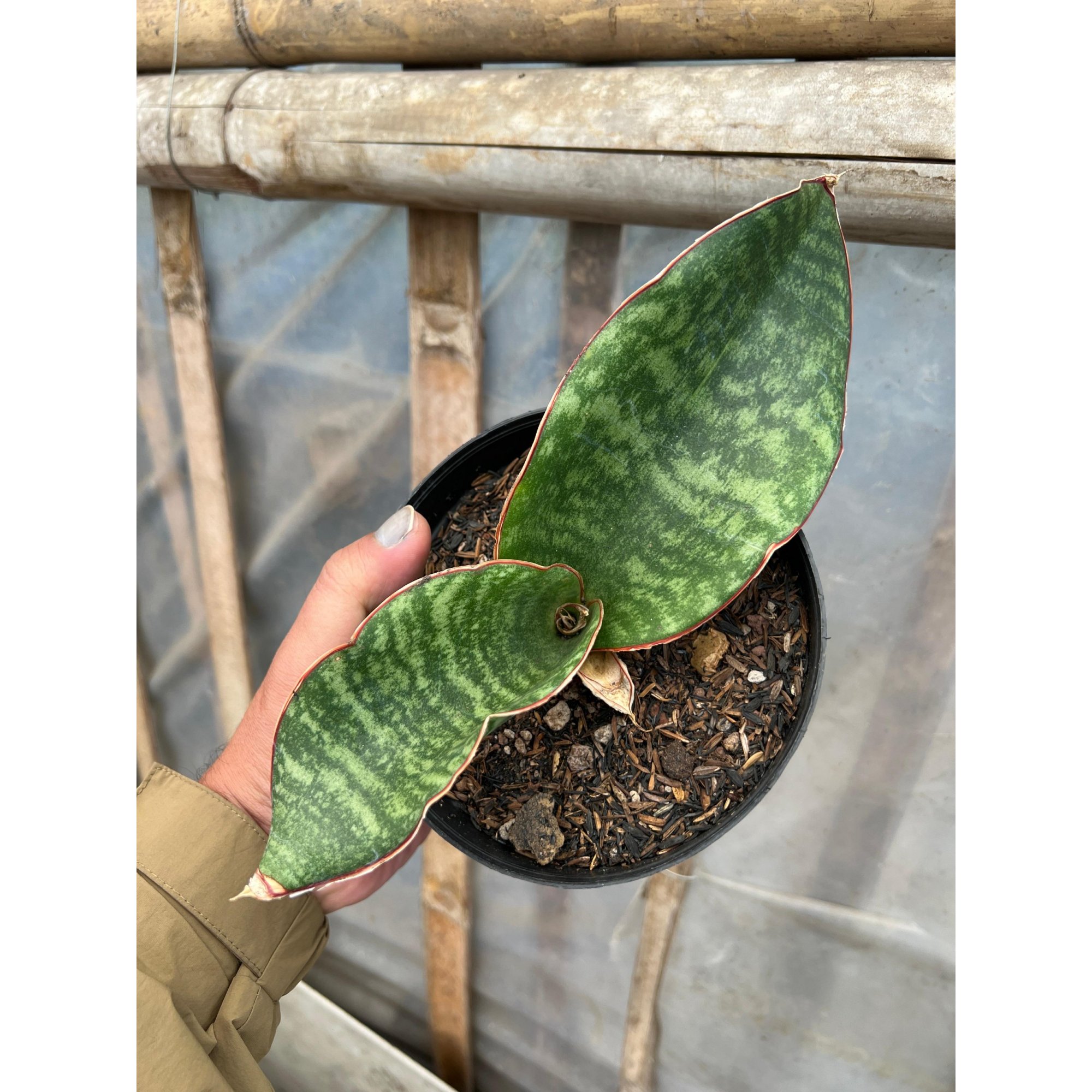 Sansevieria Mason Bowl, real feature image plant. Picture taken directly from kaktus.id community Sansevieria farmer green houses.
