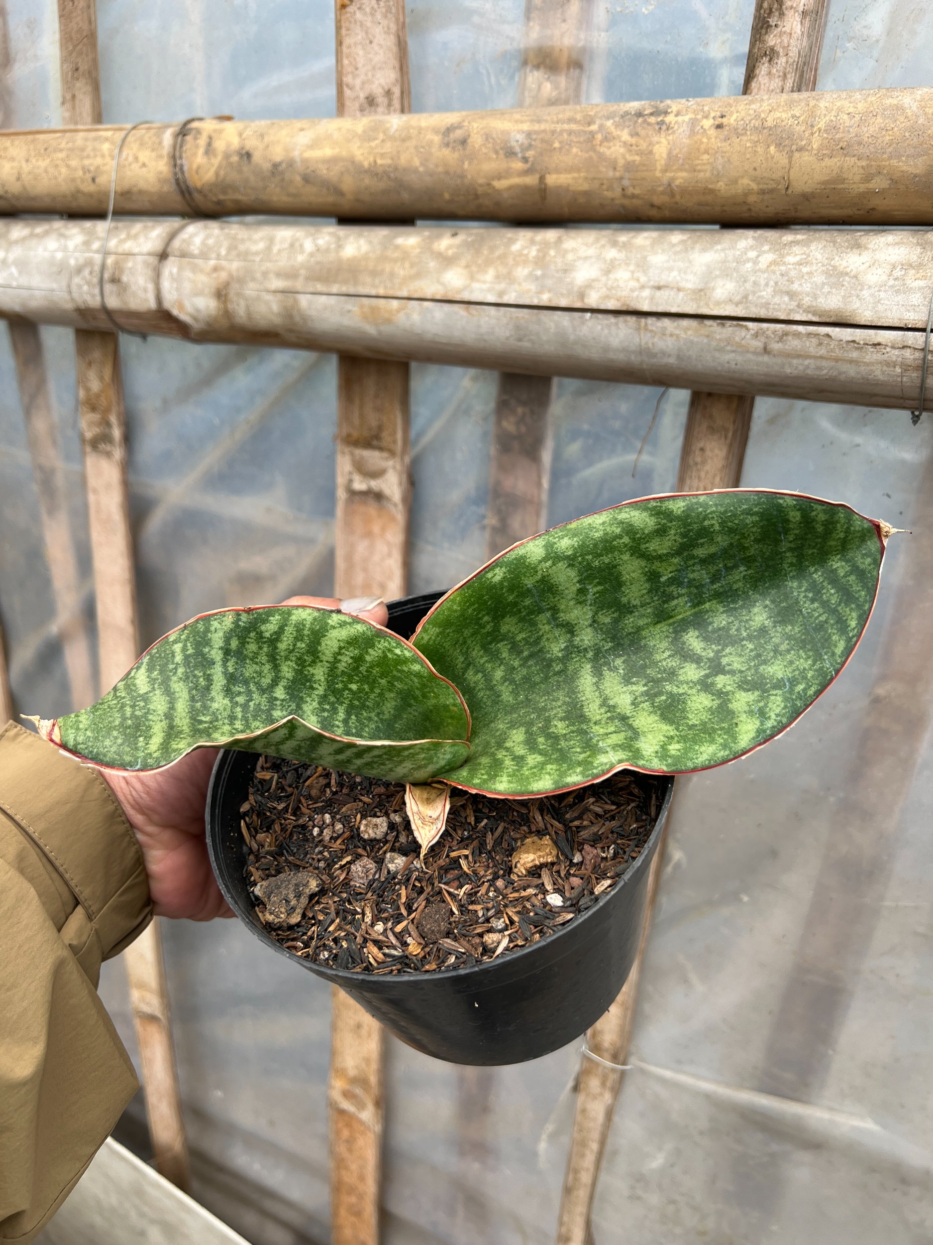 Sansevieria Mason Bowl, real gallery image #1 plants. Picture taken directly from kaktus.id community Sansevieria farmer green houses.