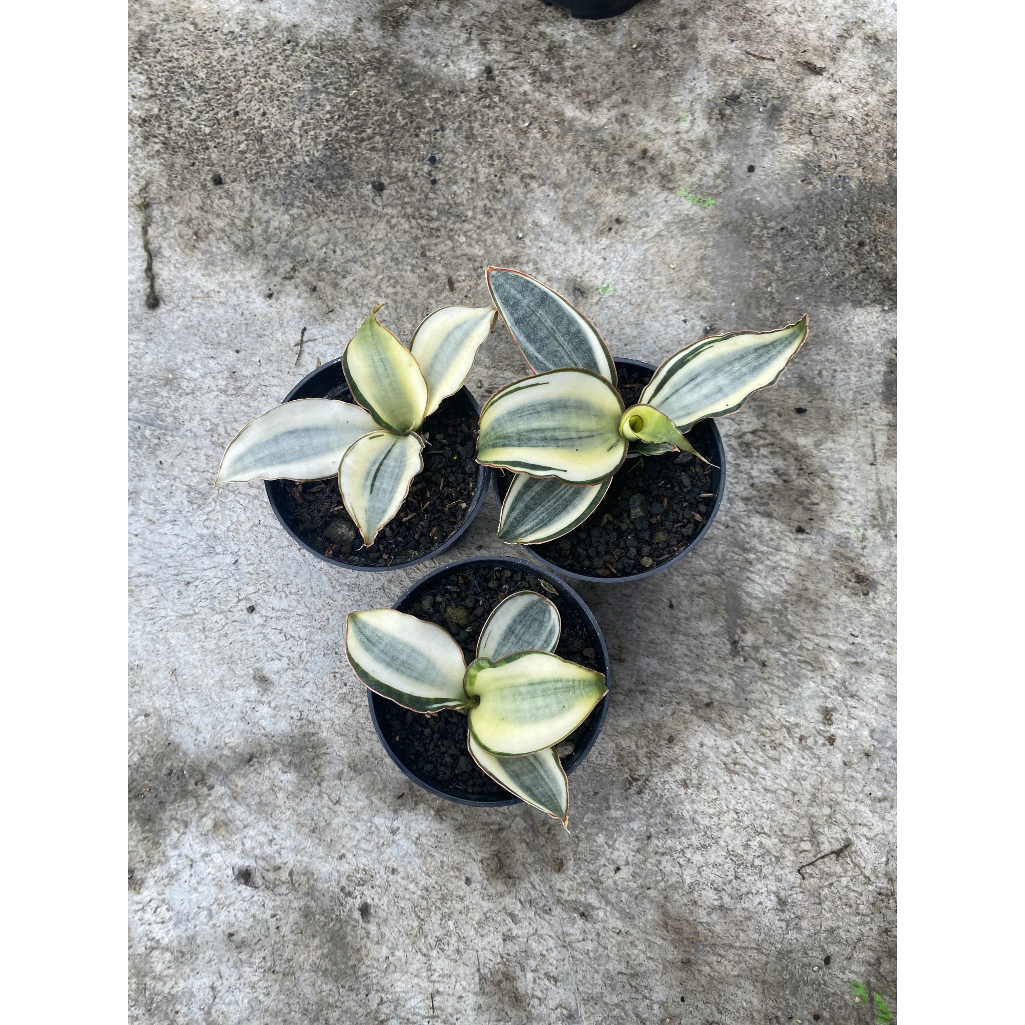 Sansevieria Masoniana Aurea White Variegated Rosettete Size 12 Cm, real feature image plant. Picture taken directly from kaktus.id community Sansevieria farmer green houses.