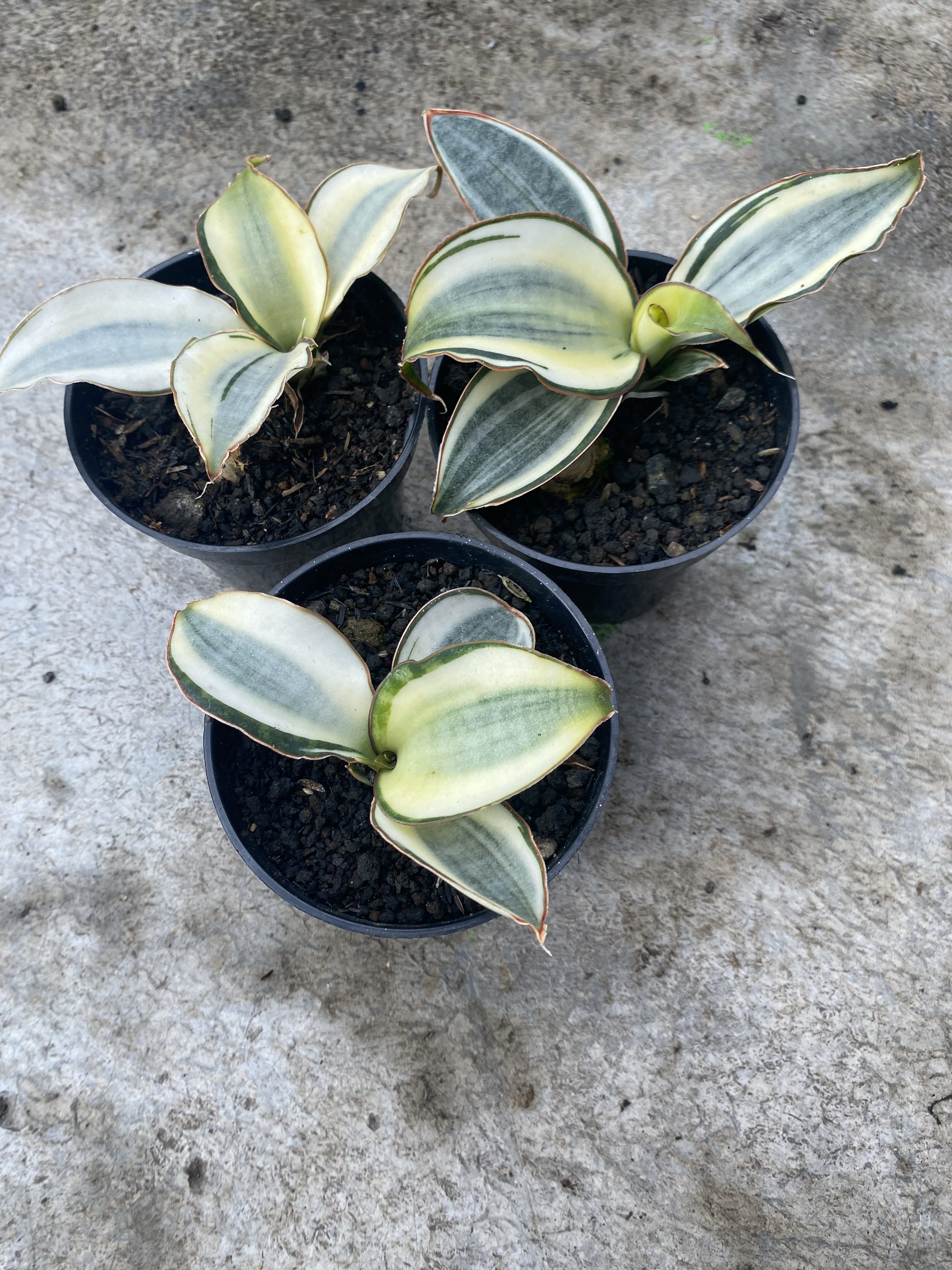 Sansevieria Masoniana Aurea White Variegated Rosettete Size 12 Cm, real gallery image #1 plants. Picture taken directly from kaktus.id community Sansevieria farmer green houses.