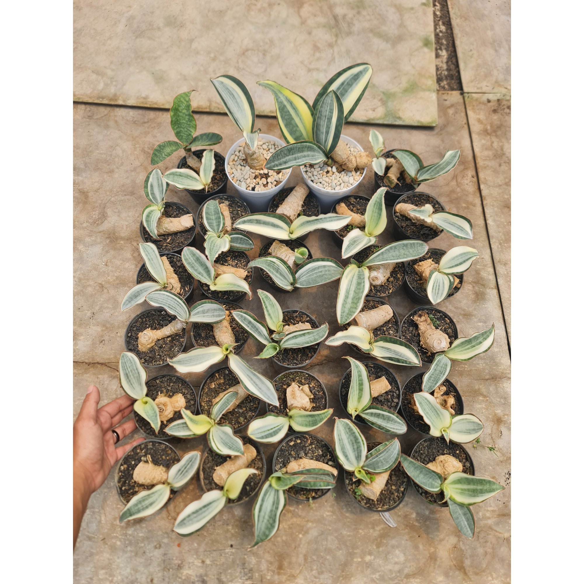 Sansevieria Masoniana Aurea White Variegated Rosettete Size 10 Cm, real feature image plant. Picture taken directly from kaktus.id community Sansevieria farmer green houses.