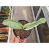 Sansevieria Masoniana Bruda Hybrid, real feature image plant. Picture taken directly from kaktus.id community Sansevieria farmer green houses.