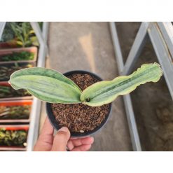 Sansevieria Masoniana Bruda Hybrid, real feature image plant. Picture taken directly from kaktus.id community Sansevieria farmer green houses.