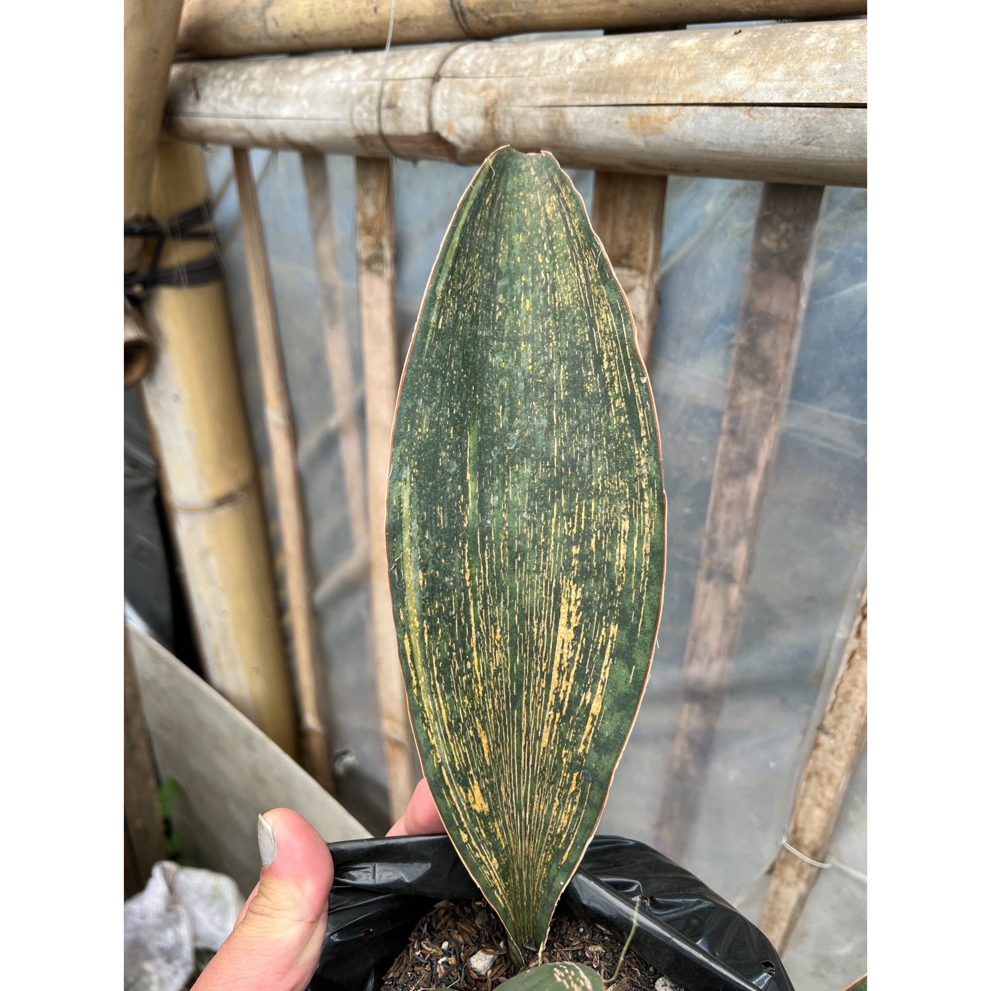 Sansevieria Masoniana Rusty Patterned, real feature image plant. Picture taken directly from kaktus.id community Sansevieria farmer green houses.