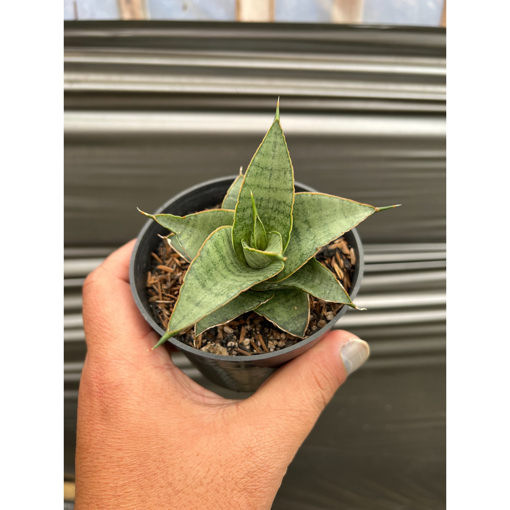 Sansevieria Mela, real feature image plant. Picture taken directly from kaktus.id community Sansevieria farmer green houses.