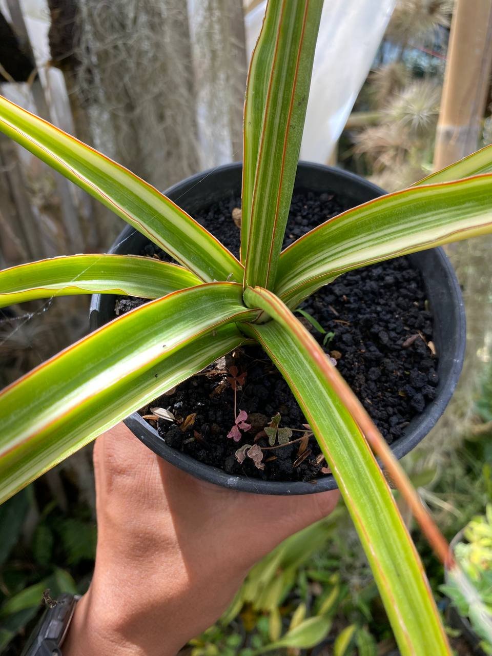 Sansevieria Midnight Fountain Variegated size 30 cm, real gallery image #1 plants. Picture taken directly from kaktus.id community Sansevieria farmer green houses.