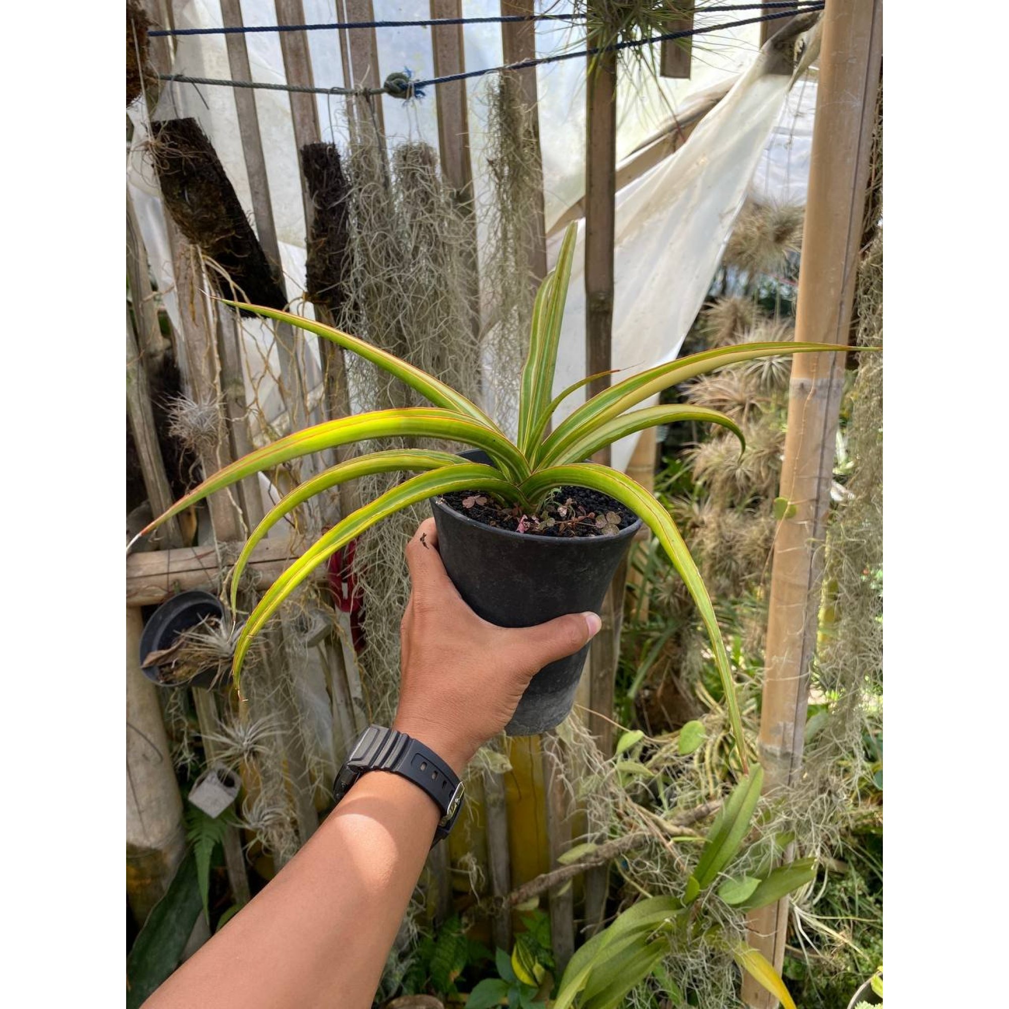 Sansevieria Midnight Fountain Variegated size 30 cm, real feature image plant. Picture taken directly from kaktus.id community Sansevieria farmer green houses.