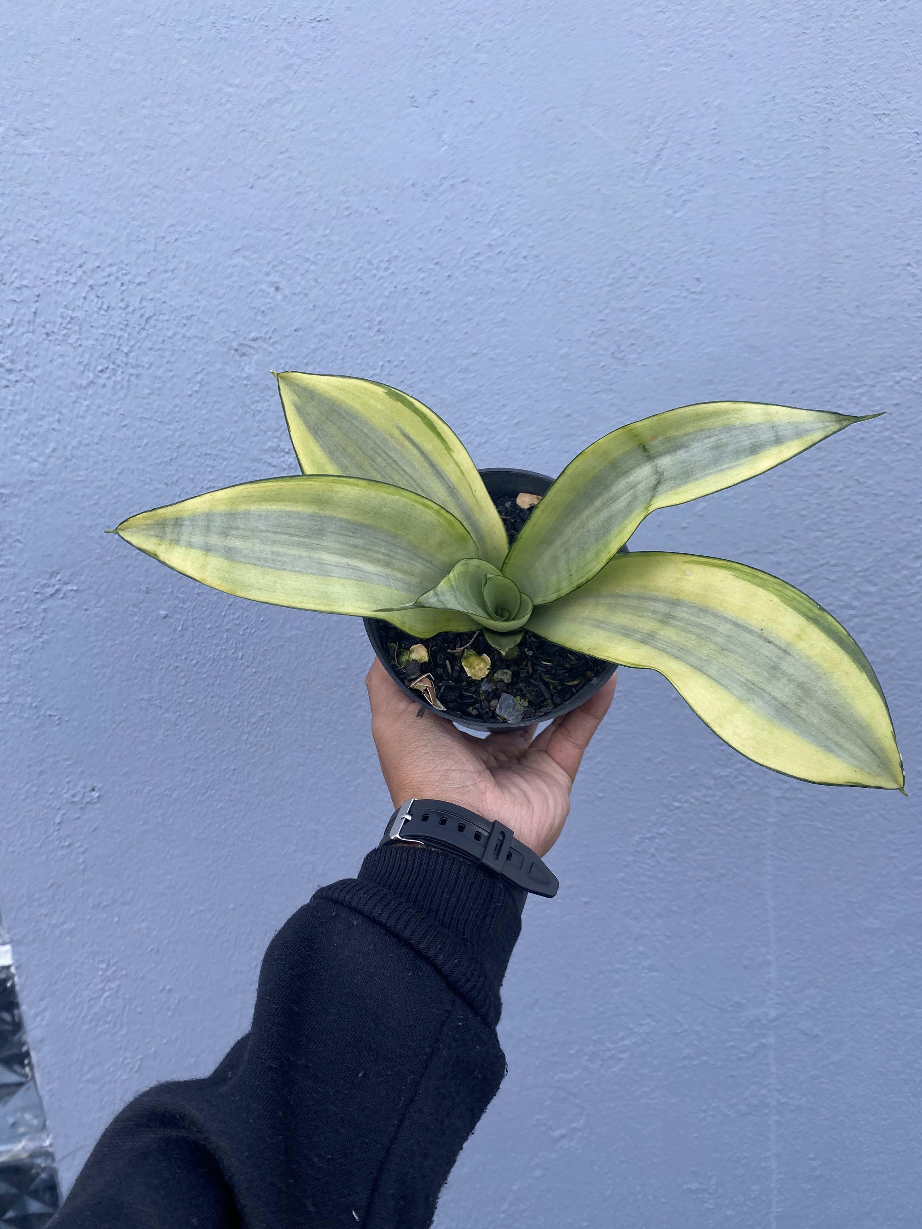 Sansevieria Moonshine Variegated size 10 cm, real gallery image #1 plants. Picture taken directly from kaktus.id community Sansevieria farmer green houses.