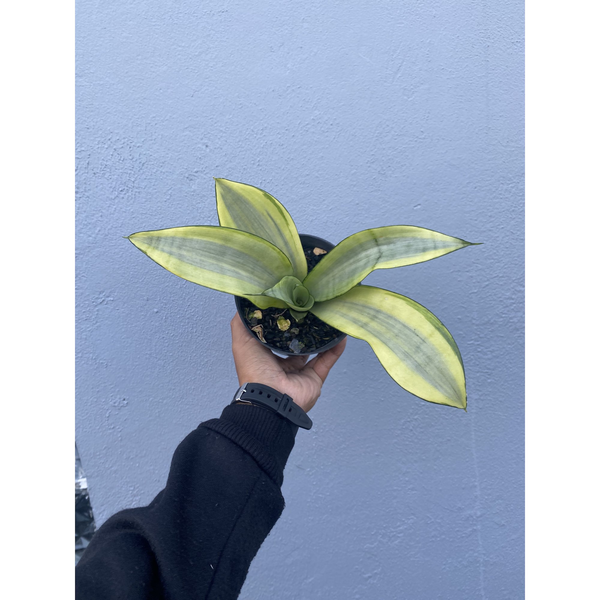 Sansevieria Moonshine Variegated size 10 cm