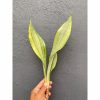 Sansevieria Moonshine Variegated size 10 cm