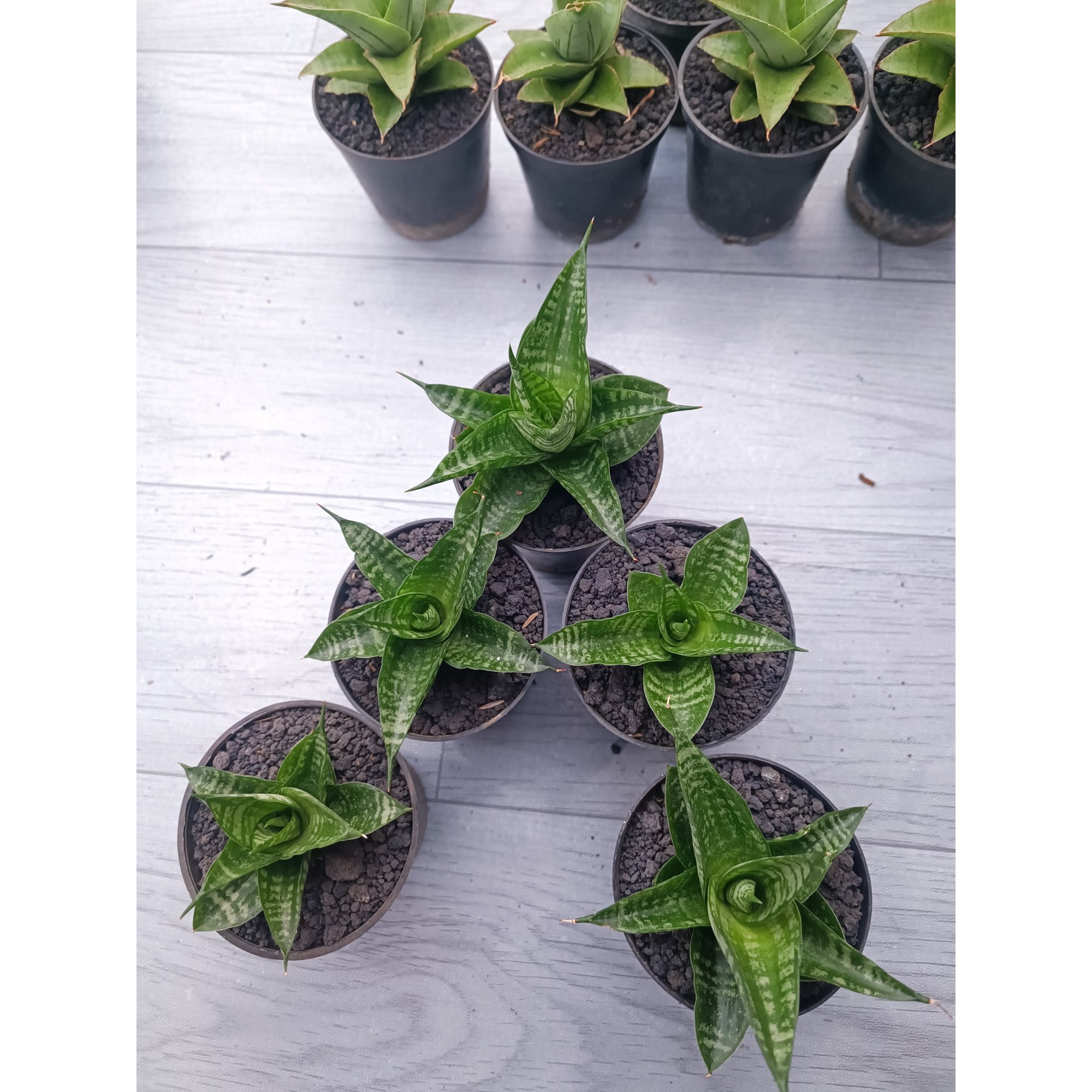 Sansevieria Motomo X Gabriela 5 Pcs, real feature image plant. Picture taken directly from kaktus.id community Sansevieria farmer green houses.