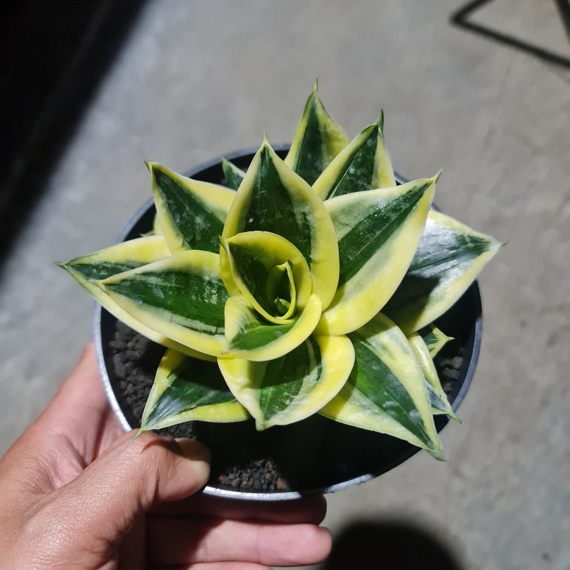 Sansevieria Mutation Gild Edge, real feature image plant. Picture taken directly from kaktus.id community Sansevieria farmer green houses.
