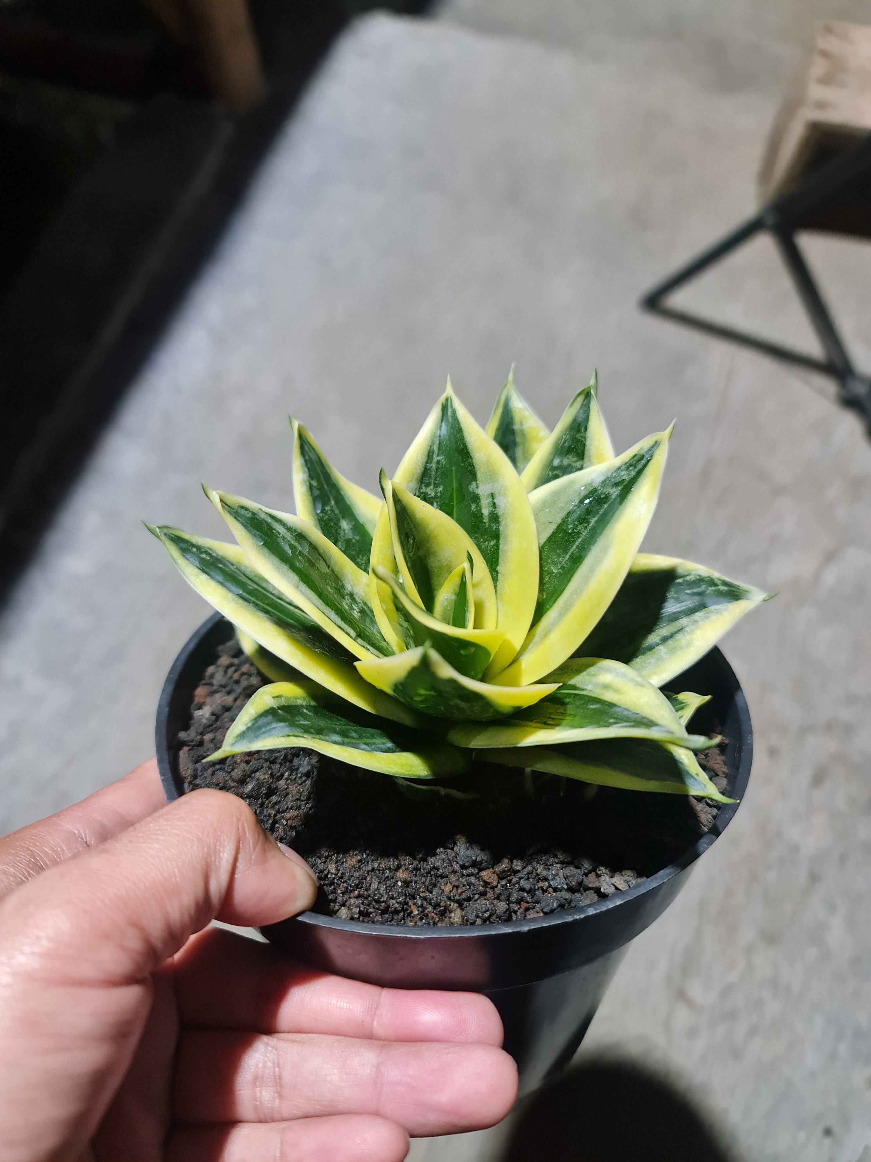 Sansevieria Mutation Gild Edge, real gallery image #1 plants. Picture taken directly from kaktus.id community Sansevieria farmer green houses.