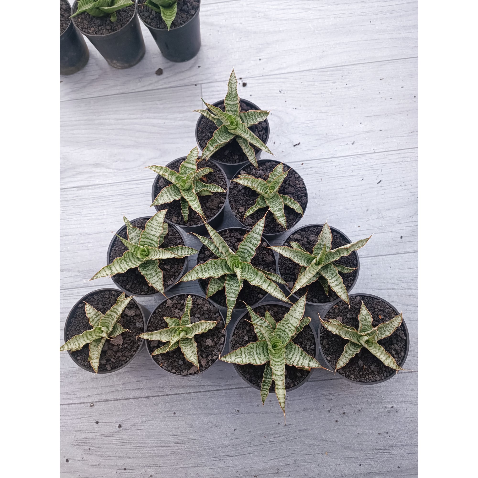Sansevieria Nogo Geni Size 8 Cm 10 Pcs, real feature image plant. Picture taken directly from kaktus.id community Sansevieria farmer green houses.
