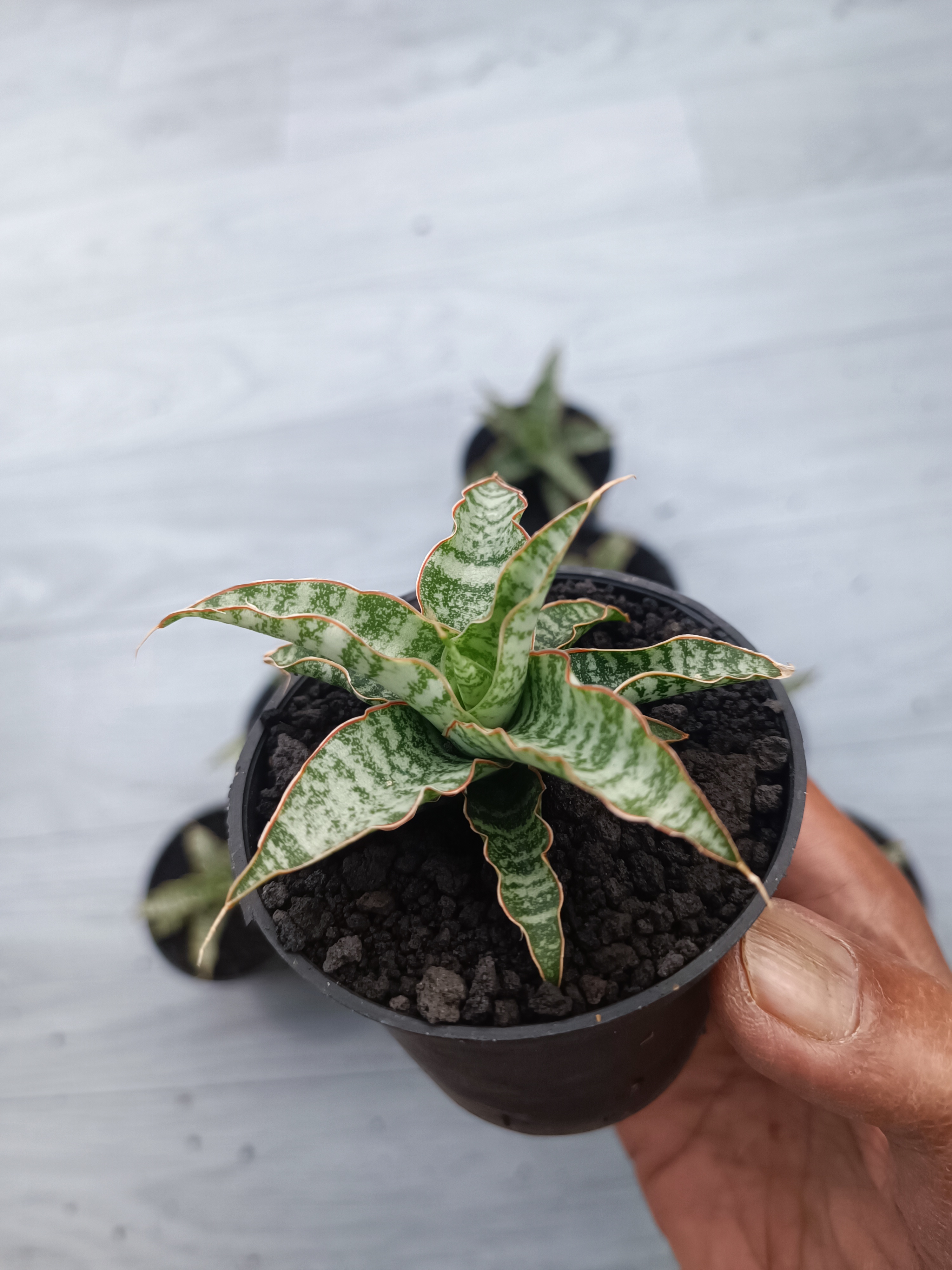 Sansevieria Nogo Geni Size 8 Cm 10 Pcs, real gallery image #1 plants. Picture taken directly from kaktus.id community Sansevieria farmer green houses.