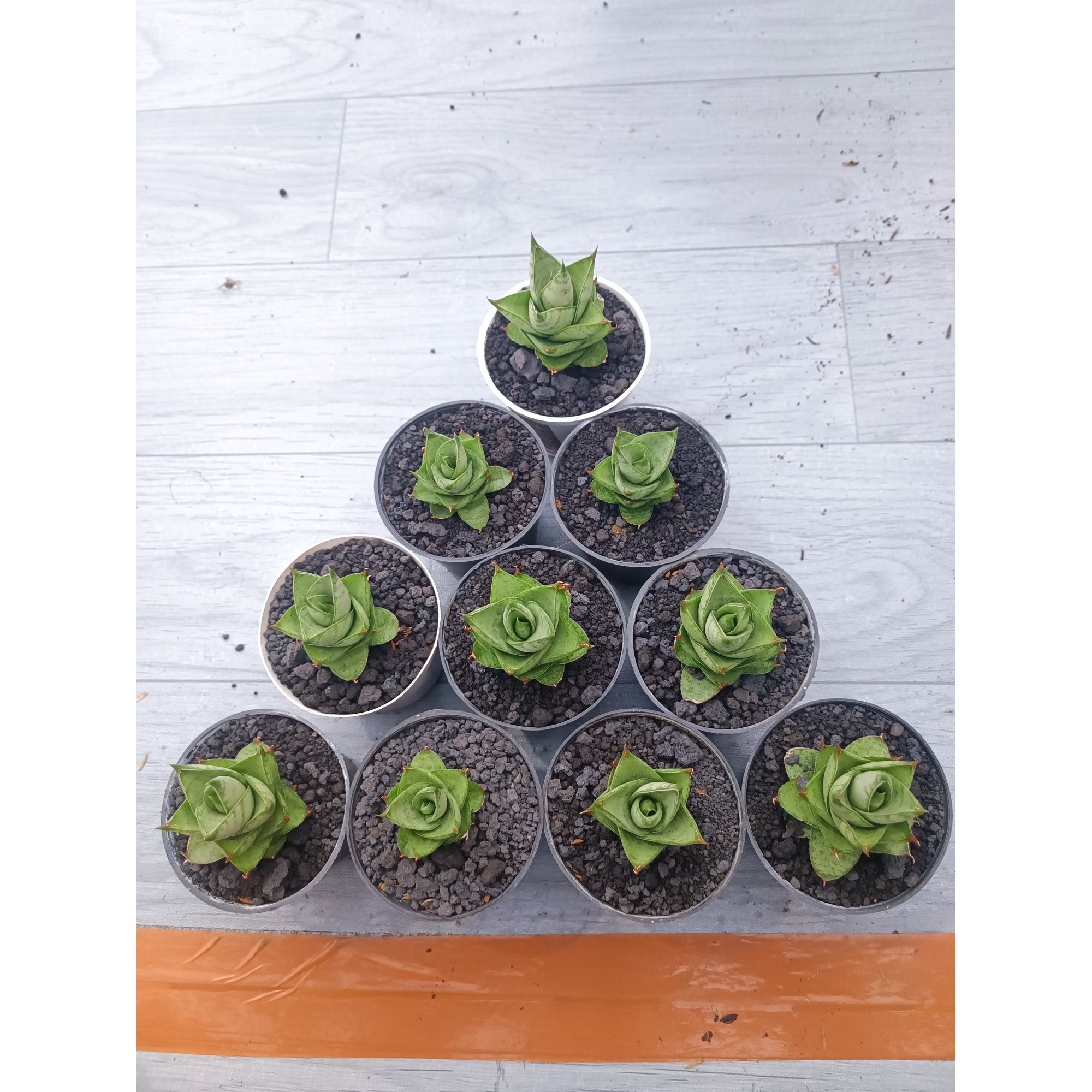 Sansevieria Pagoda Hybrid 10 Pcs, real feature image plant. Picture taken directly from kaktus.id community Sansevieria farmer green houses.