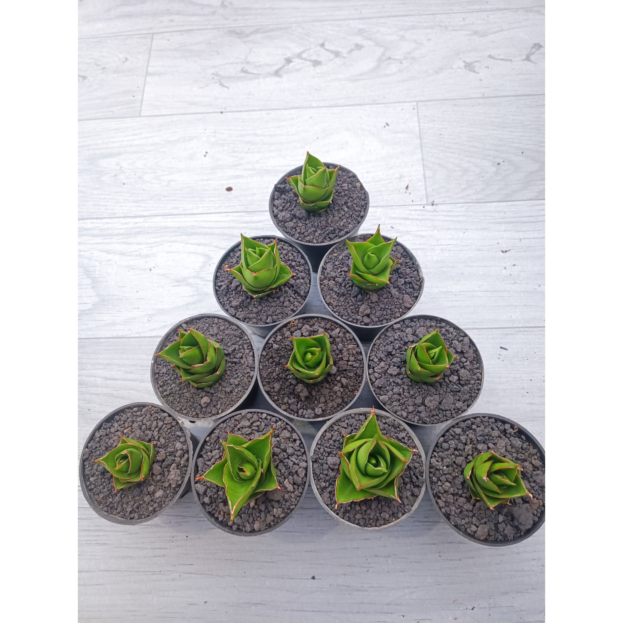 Sansevieria Pagoda Size 5 Cm 10 Pcs, real feature image plant. Picture taken directly from kaktus.id community Sansevieria farmer green houses.