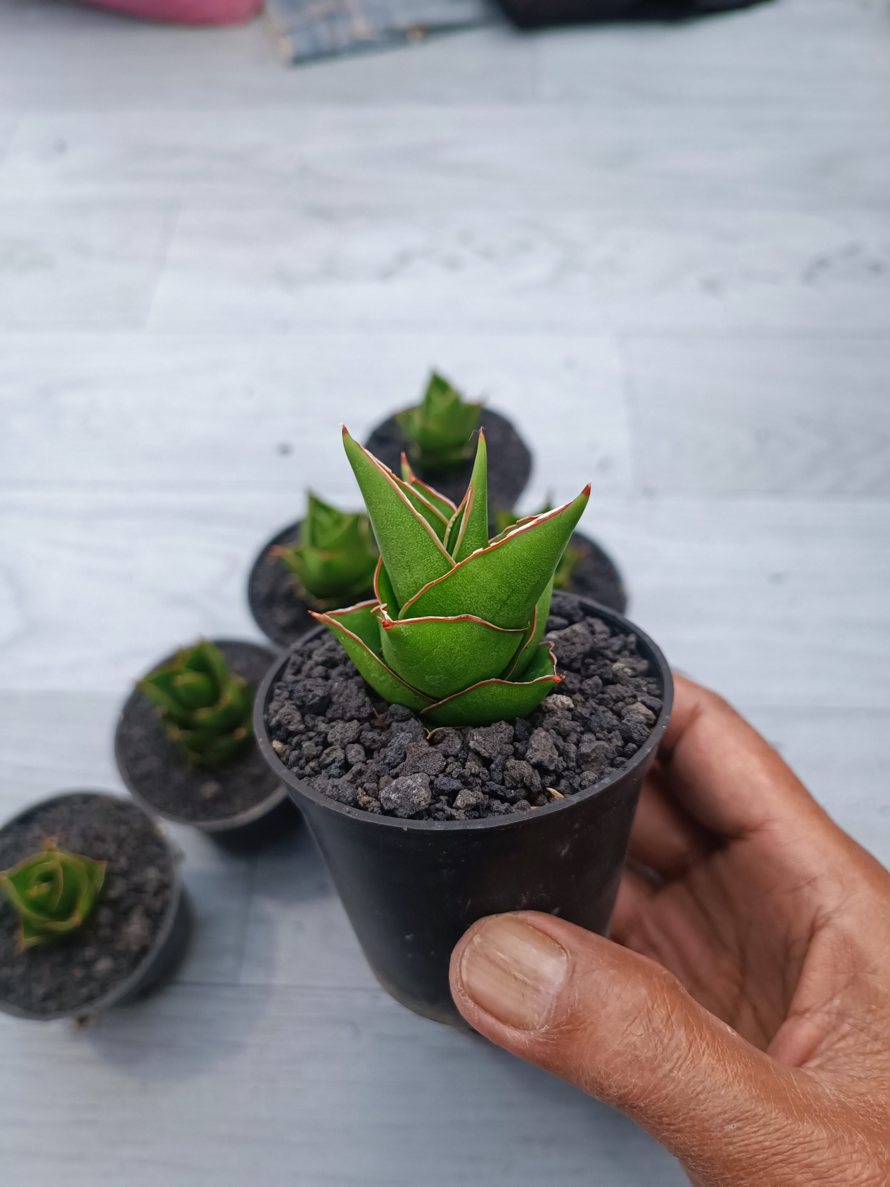 Sansevieria Pagoda Size 5 Cm 10 Pcs, real gallery image #1 plants. Picture taken directly from kaktus.id community Sansevieria farmer green houses.
