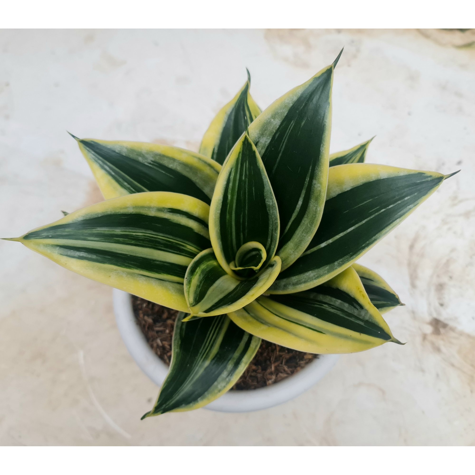 Sansevieria Pagoda Striata Variegated, real feature image plant. Picture taken directly from kaktus.id community Sansevieria farmer green houses.