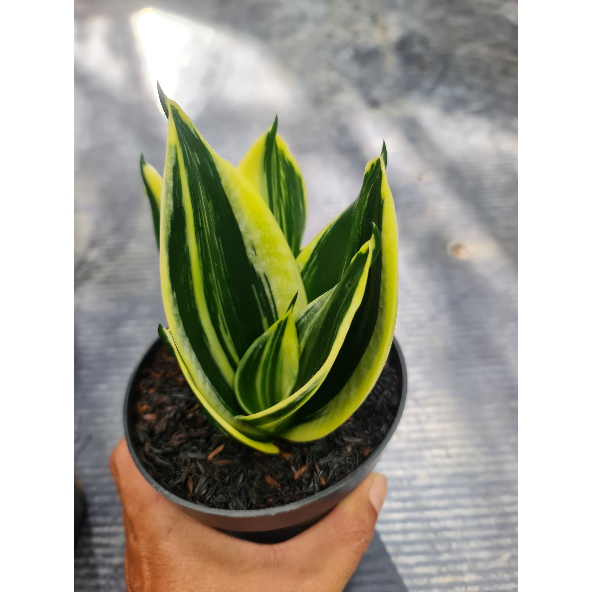 Sansevieria Pagoda Striata Variegated size 10 cm, real feature image plant. Picture taken directly from kaktus.id community Sansevieria farmer green houses.