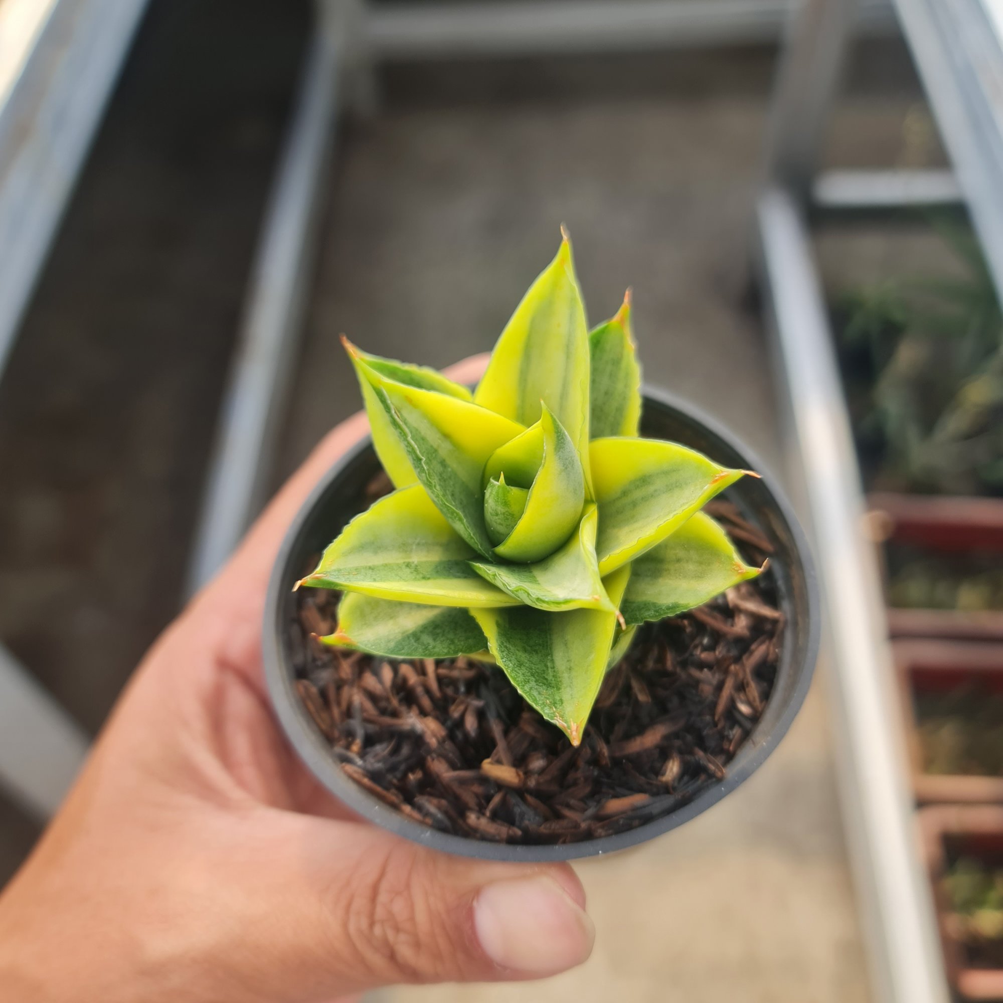 Sansevieria Pagoda Variegated size 7 cm, real feature image plant. Picture taken directly from kaktus.id community Sansevieria farmer green houses.
