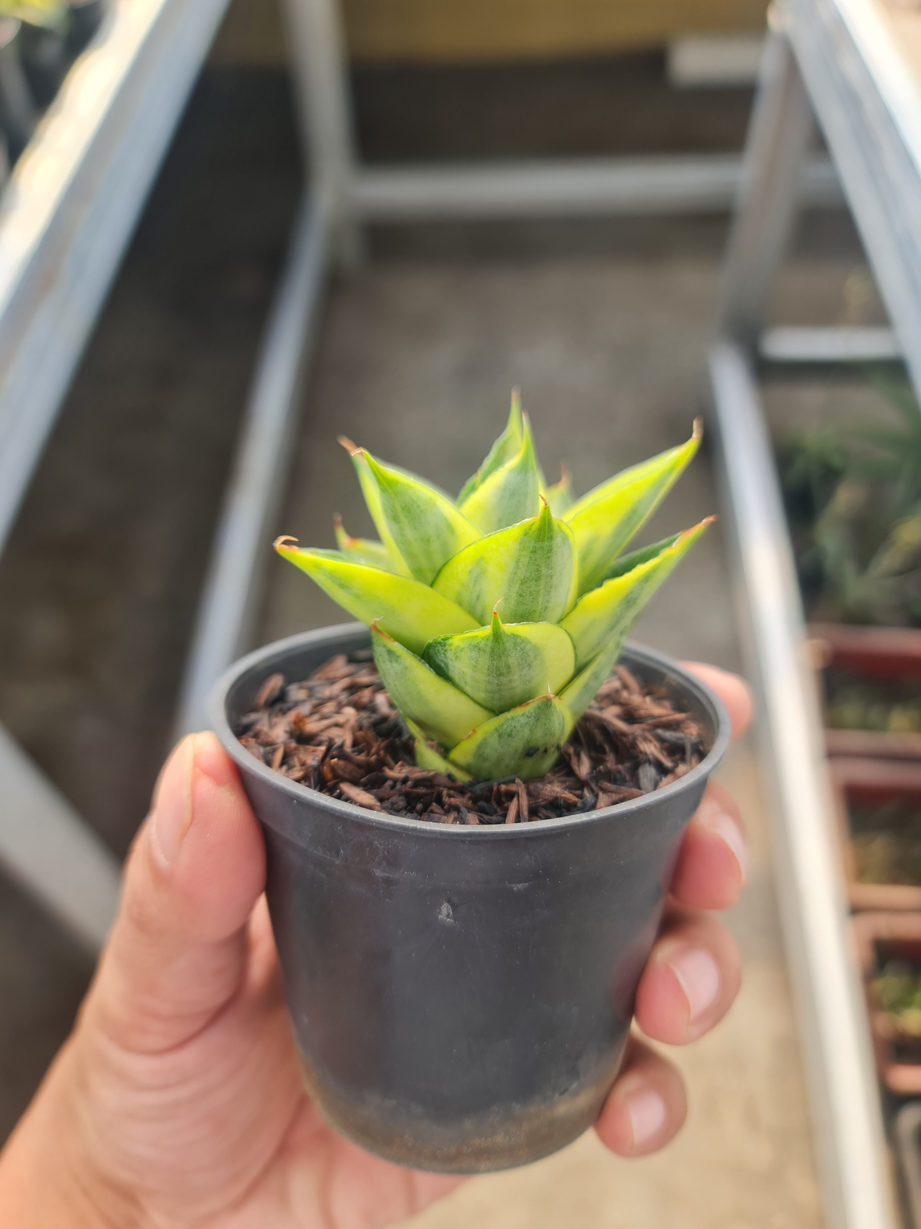 Sansevieria Pagoda Variegated size 7 cm, real gallery image #1 plants. Picture taken directly from kaktus.id community Sansevieria farmer green houses.