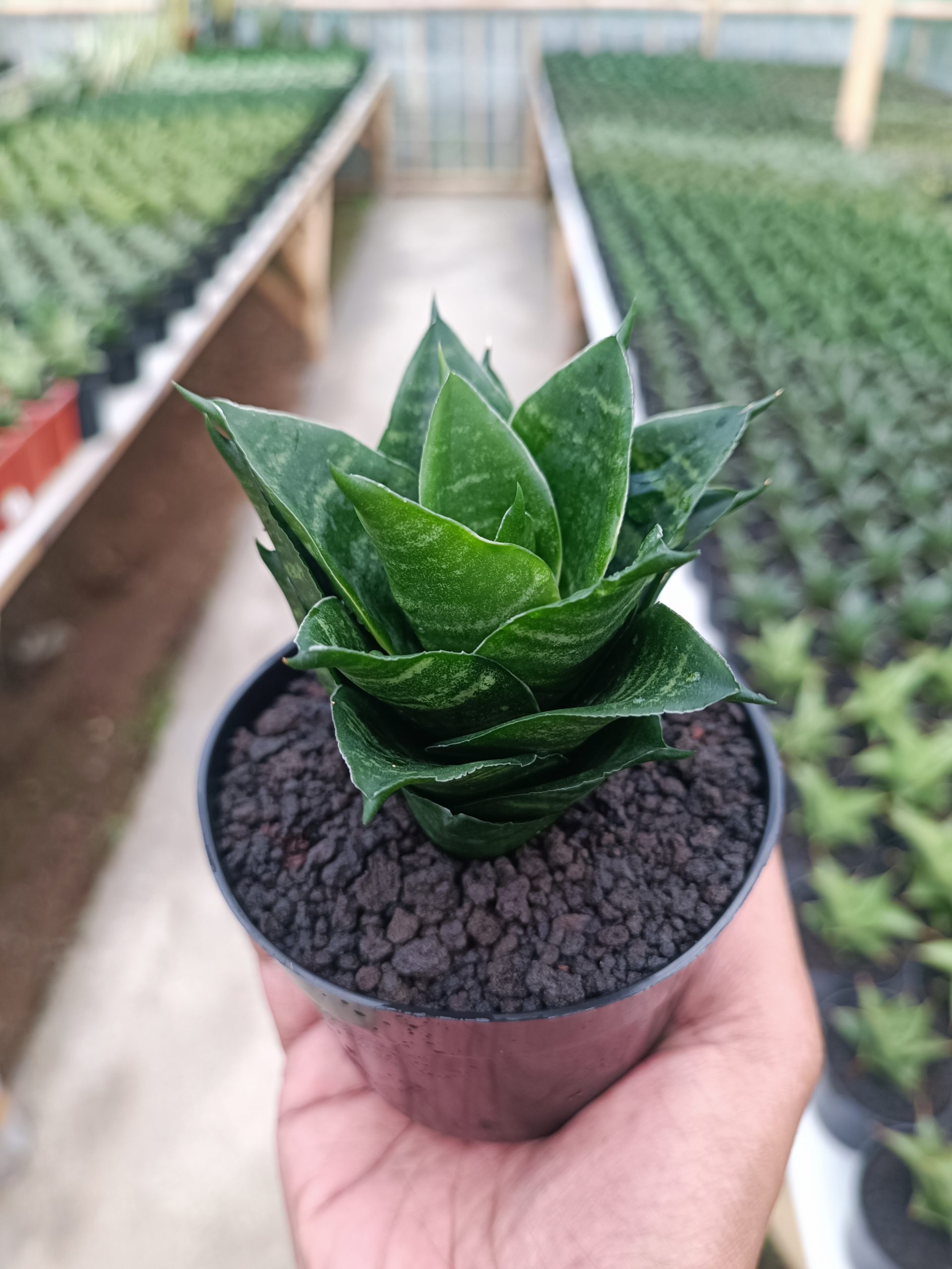 Sansevieria Pajajaran, real gallery image #1 plants. Picture taken directly from kaktus.id community Sansevieria farmer green houses.