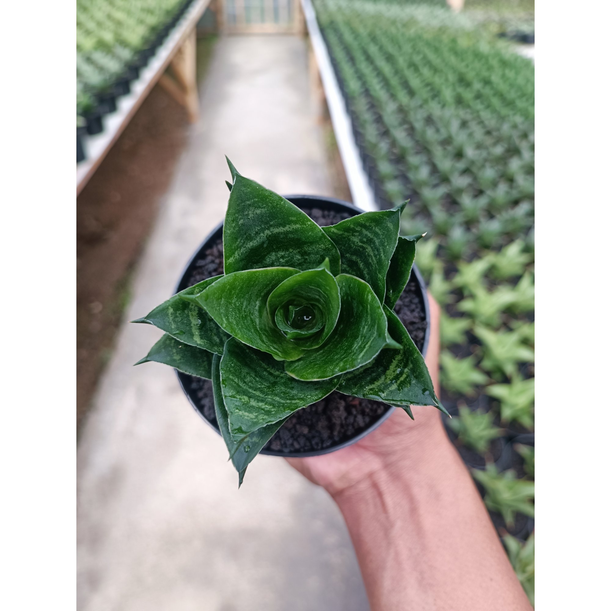 Sansevieria Pajajaran, real feature image plant. Picture taken directly from kaktus.id community Sansevieria farmer green houses.