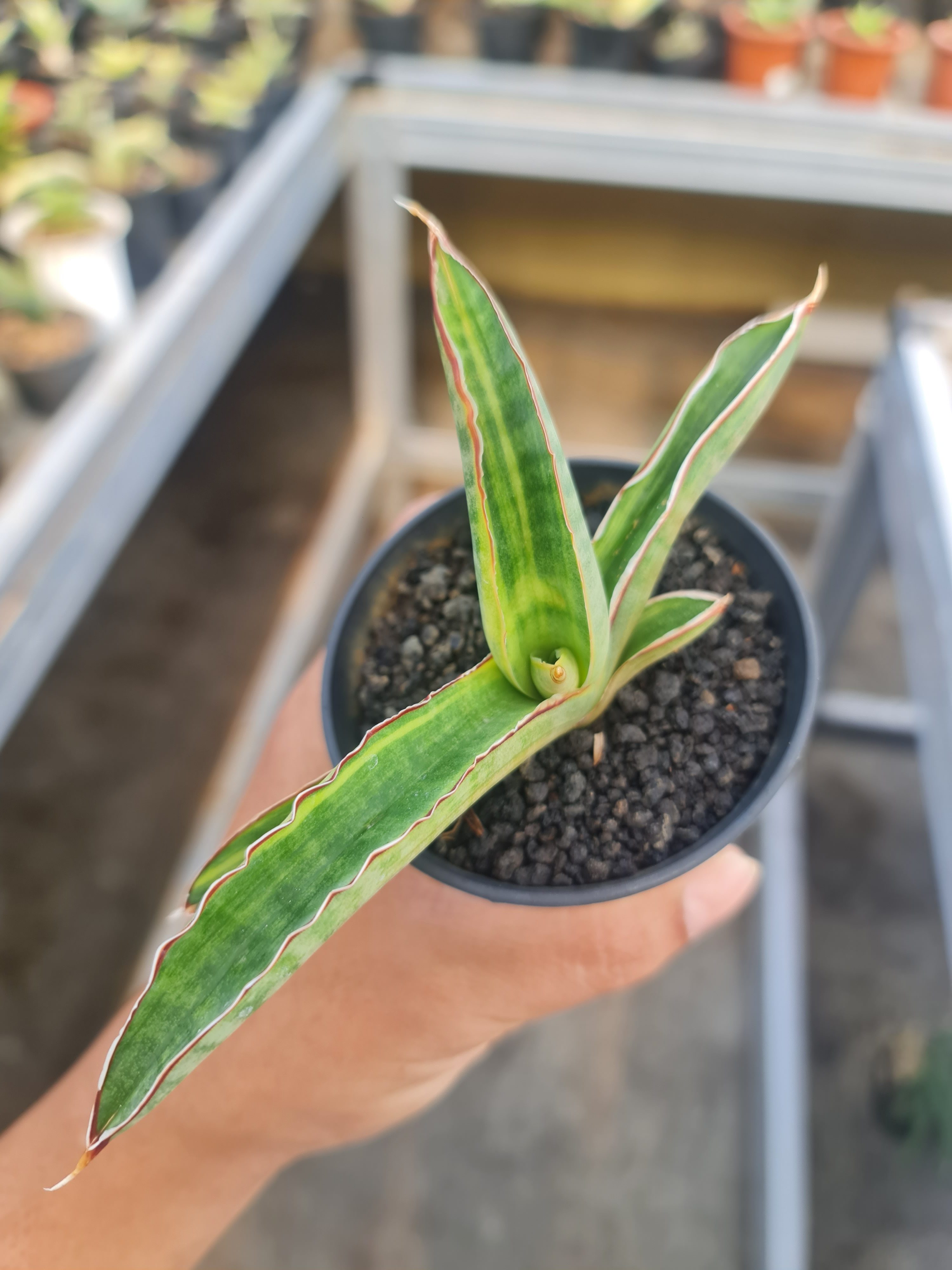 Sansevieria Pfisteri Variegated Size 12 Cm, real gallery image #1 plants. Picture taken directly from kaktus.id community Sansevieria farmer green houses.
