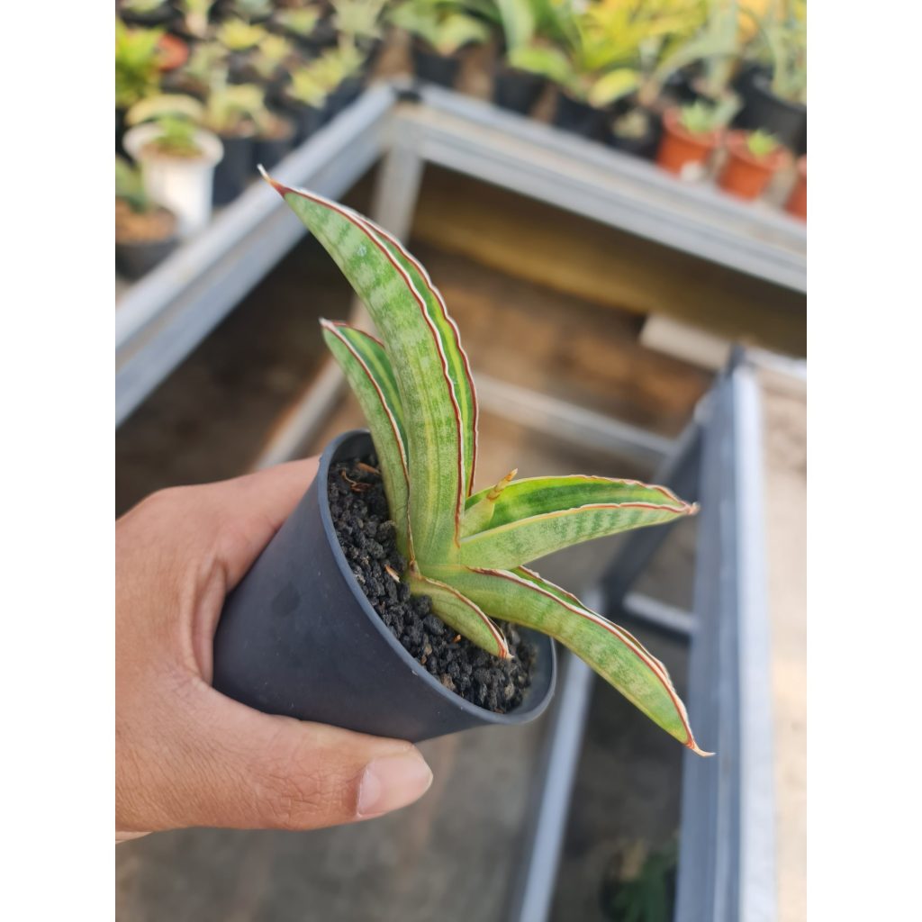 kaktus.id