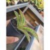 Sansevieria Pfisteri Variegated Size 12 Cm, real feature image plant. Picture taken directly from kaktus.id community Sansevieria farmer green houses.