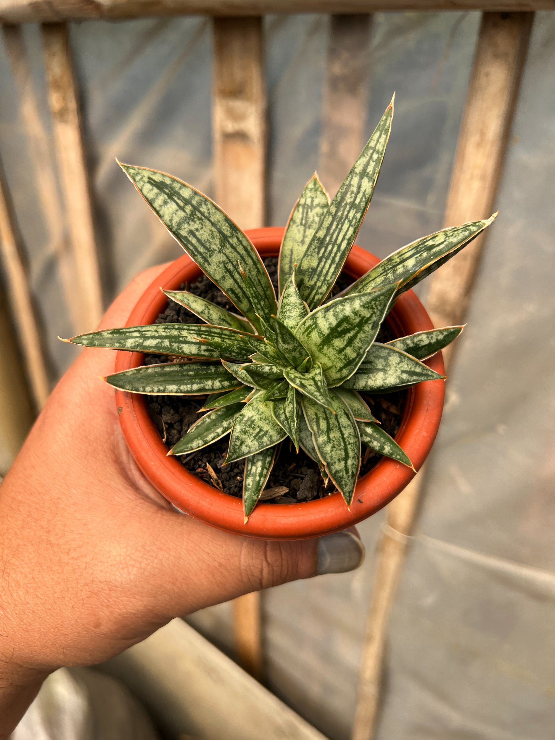 Sansevieria Phenomenal Cristata, real gallery image #1 plants. Picture taken directly from kaktus.id community Sansevieria farmer green houses.