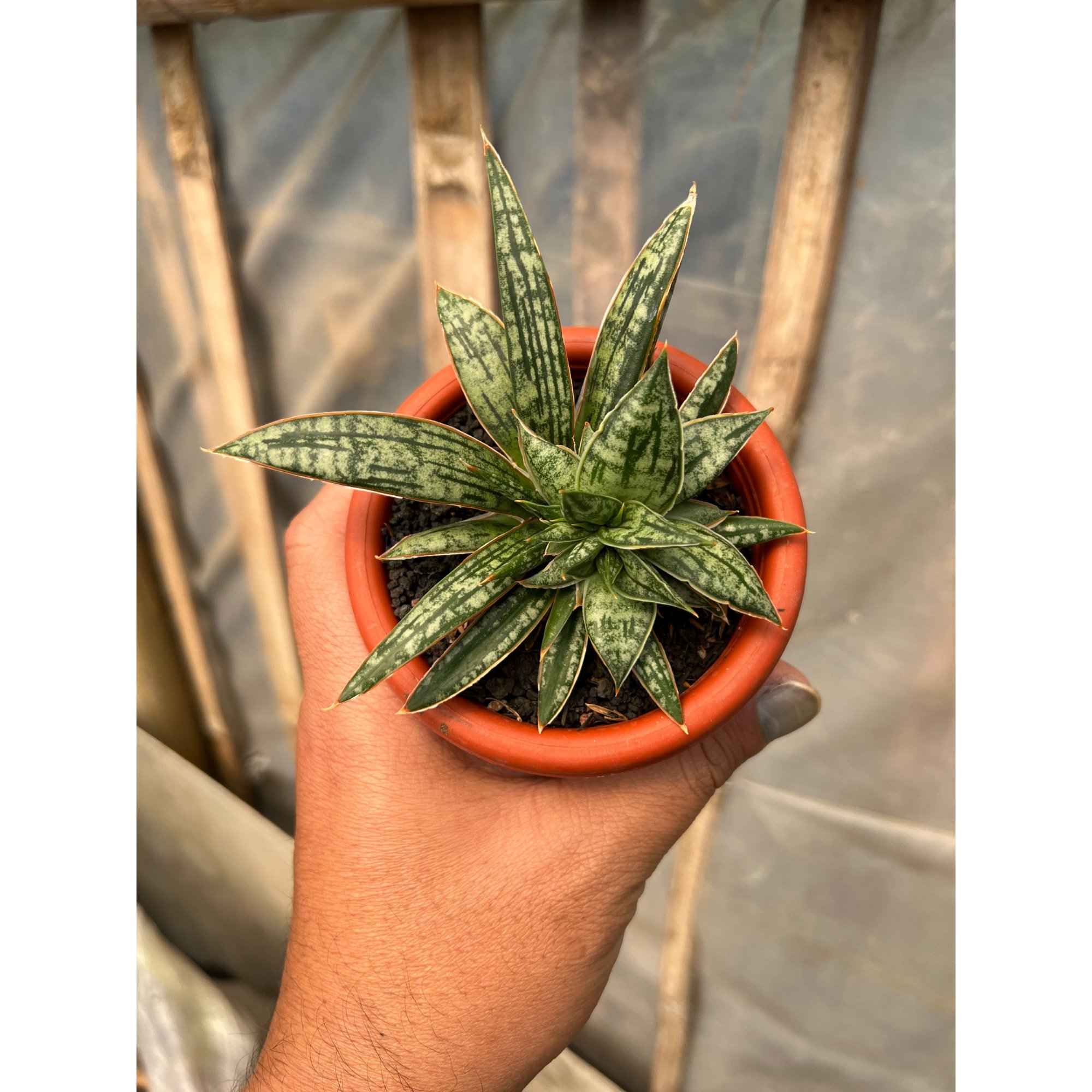 Sansevieria Phenomenal Cristata, real feature image plant. Picture taken directly from kaktus.id community Sansevieria farmer green houses.