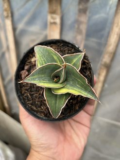 Sansevieria Pinguicula Ehrenbergii Variegated, real gallery image #1 plants. Picture taken directly from kaktus.id community Sansevieria farmer green houses.