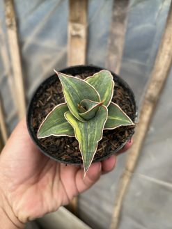Sansevieria Pinguicula Ehrenbergii Variegated, real gallery image #2 plants. Picture taken directly from kaktus.id community Sansevieria farmer green houses.