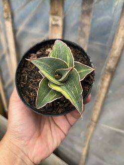 Sansevieria Pinguicula Ehrenbergii Variegated, real gallery image #3 plants. Picture taken directly from kaktus.id community Sansevieria farmer green houses.