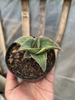 Sansevieria Pinguicula Ehrenbergii Variegated, real gallery image #4 plants. Picture taken directly from kaktus.id community Sansevieria farmer green houses.