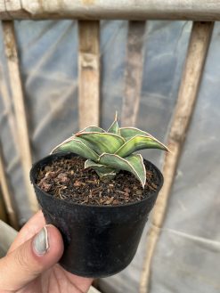 Sansevieria Pinguicula Ehrenbergii Variegated, real gallery image #5 plants. Picture taken directly from kaktus.id community Sansevieria farmer green houses.