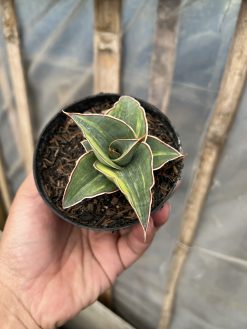 Sansevieria Pinguicula Ehrenbergii Variegated, real gallery image #7 plants. Picture taken directly from kaktus.id community Sansevieria farmer green houses.