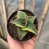 Sansevieria Pinguicula Ehrenbergii Variegated, real feature image plant. Picture taken directly from kaktus.id community Sansevieria farmer green houses.