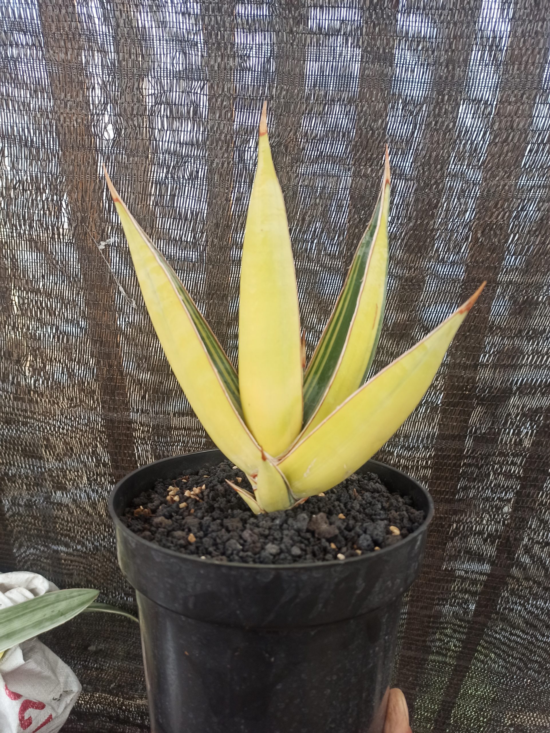 Sansevieria Pinguin Disticha Variegated, real gallery image #1 plants. Picture taken directly from kaktus.id community Sansevieria farmer green houses.