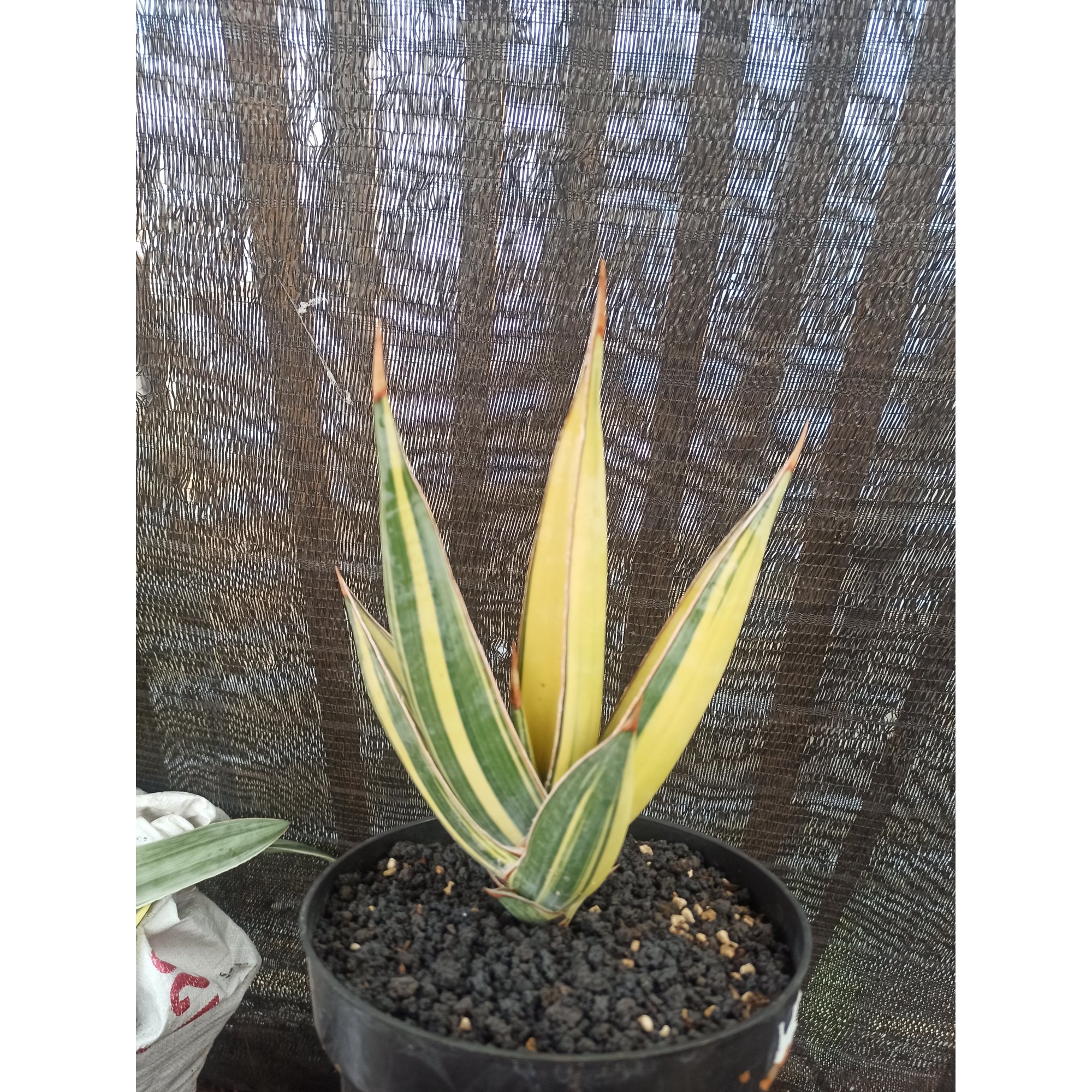 Sansevieria Pinguin Disticha Variegated, real feature image plant. Picture taken directly from kaktus.id community Sansevieria farmer green houses.