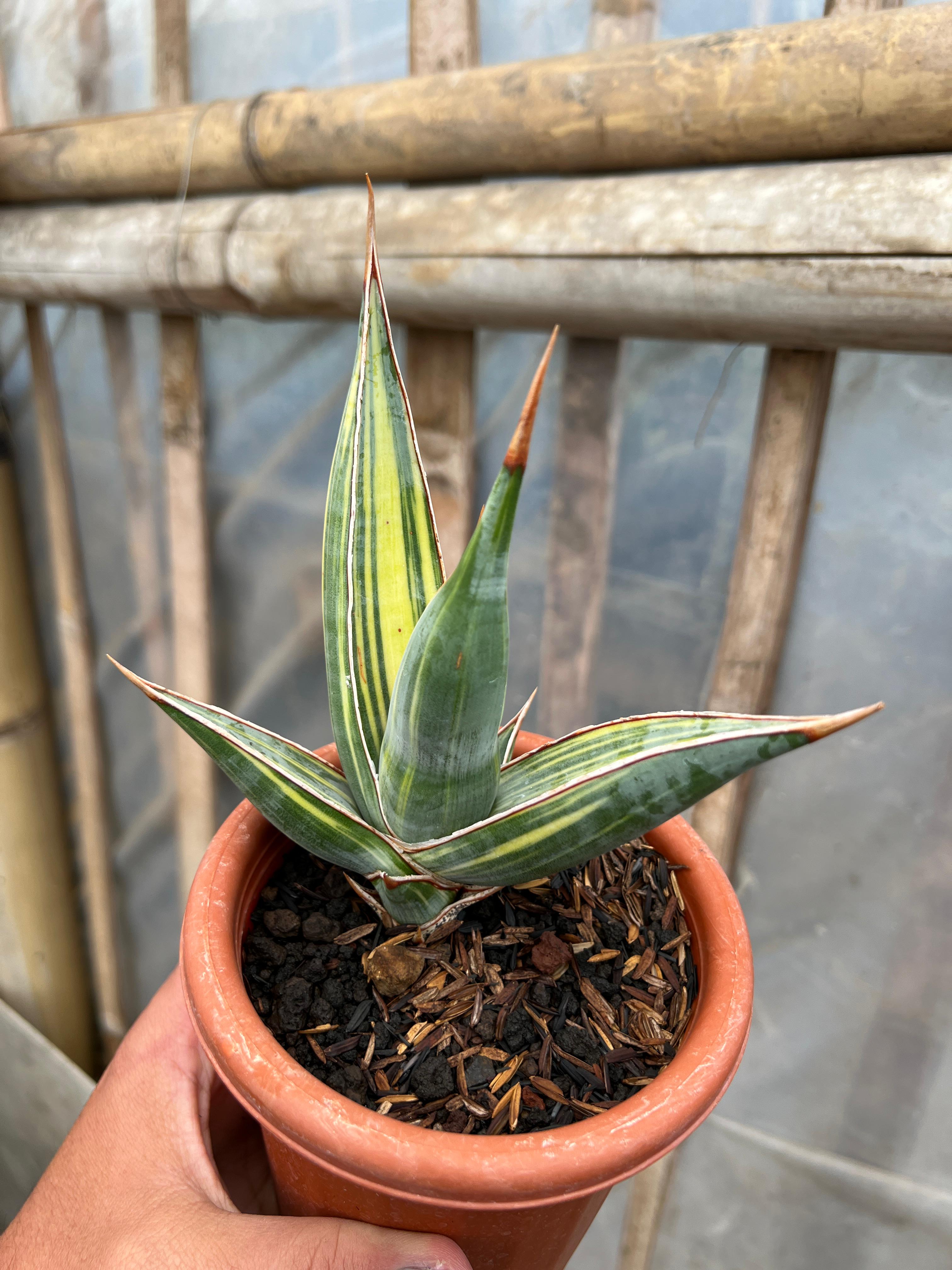 Sansevieria Pinguin Disticha Variegated size 15 cm, real gallery image #1 plants. Picture taken directly from kaktus.id community Sansevieria farmer green houses.