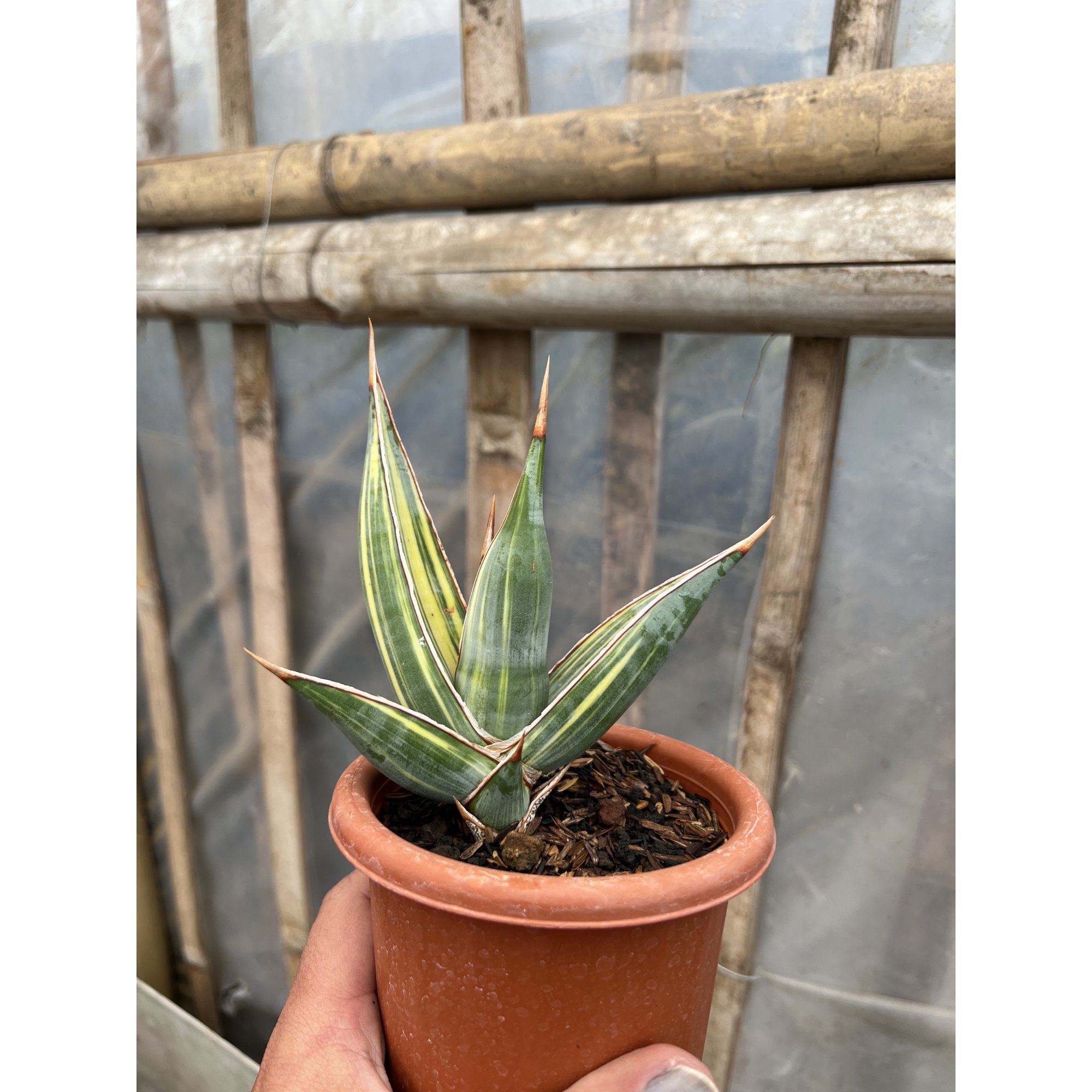 Sansevieria Pinguin Disticha Variegated size 15 cm, real feature image plant. Picture taken directly from kaktus.id community Sansevieria farmer green houses.