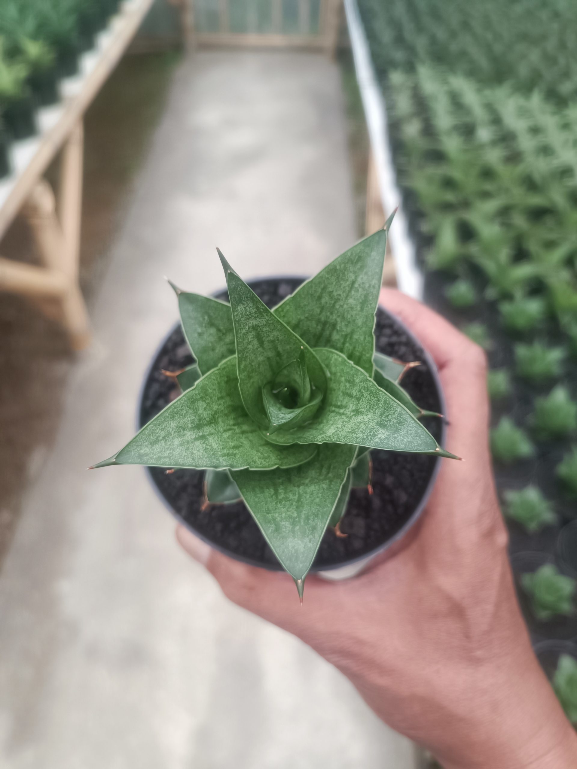 Sansevieria Pranaja, real gallery image #1 plants. Picture taken directly from kaktus.id community Sansevieria farmer green houses.