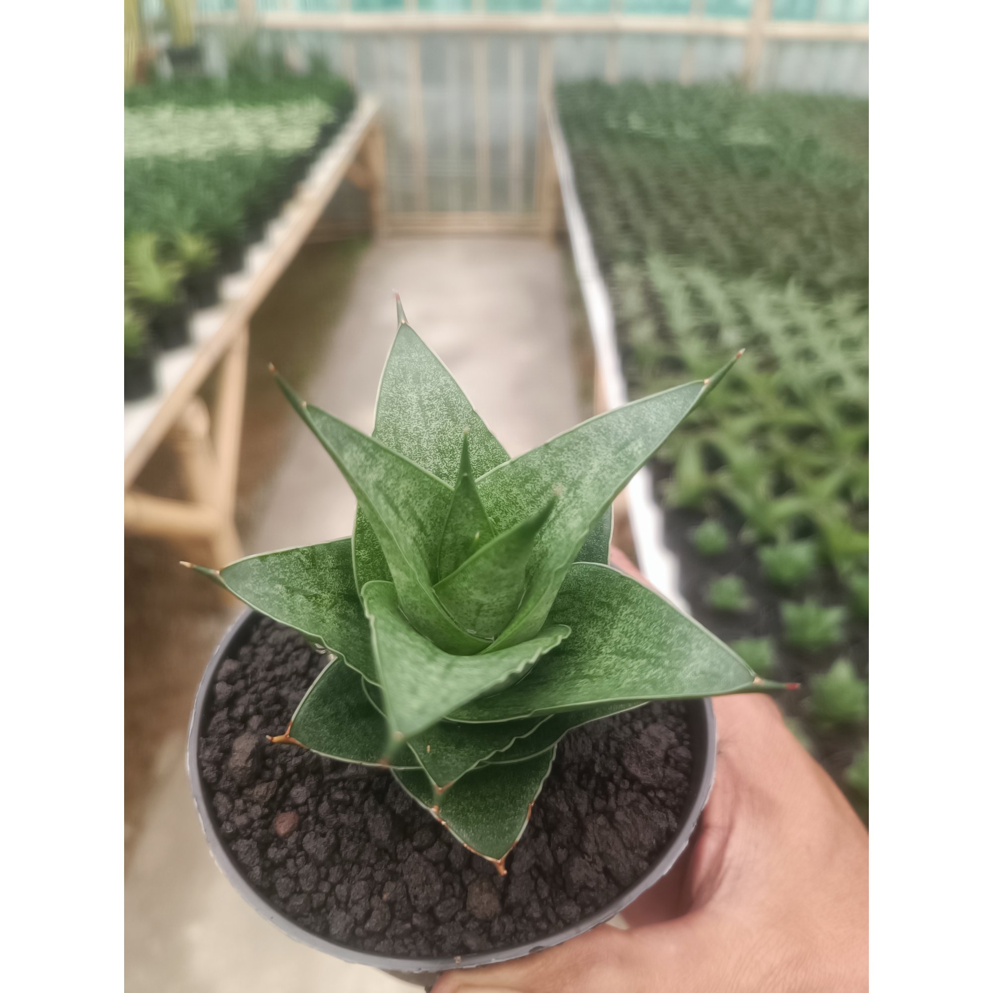 Sansevieria Pranaja, real feature image plant. Picture taken directly from kaktus.id community Sansevieria farmer green houses.