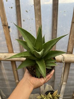 Sansevieria Puyek Size 20 Cm, real gallery image #1 plants. Picture taken directly from kaktus.id community Sansevieria farmer green houses.