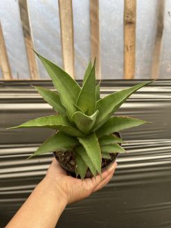 Sansevieria Puyek Size 20 Cm, real gallery image #2 plants. Picture taken directly from kaktus.id community Sansevieria farmer green houses.
