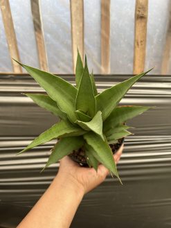 Sansevieria Puyek Size 20 Cm, real gallery image #3 plants. Picture taken directly from kaktus.id community Sansevieria farmer green houses.